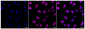 KD-Validated Anti-ATG4B Rabbit Monoclonal Antibody